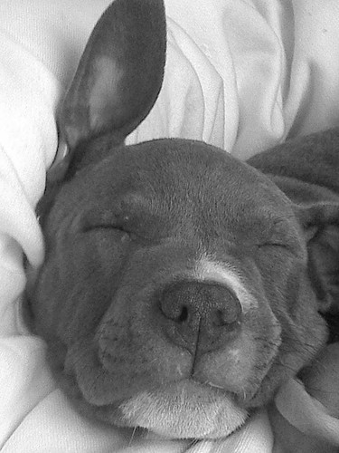 toen was tylertje nog een pupje 