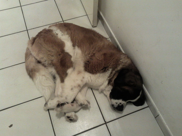 dromende Sint-Bernard