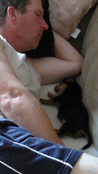 Zo baasje, zo hondje.