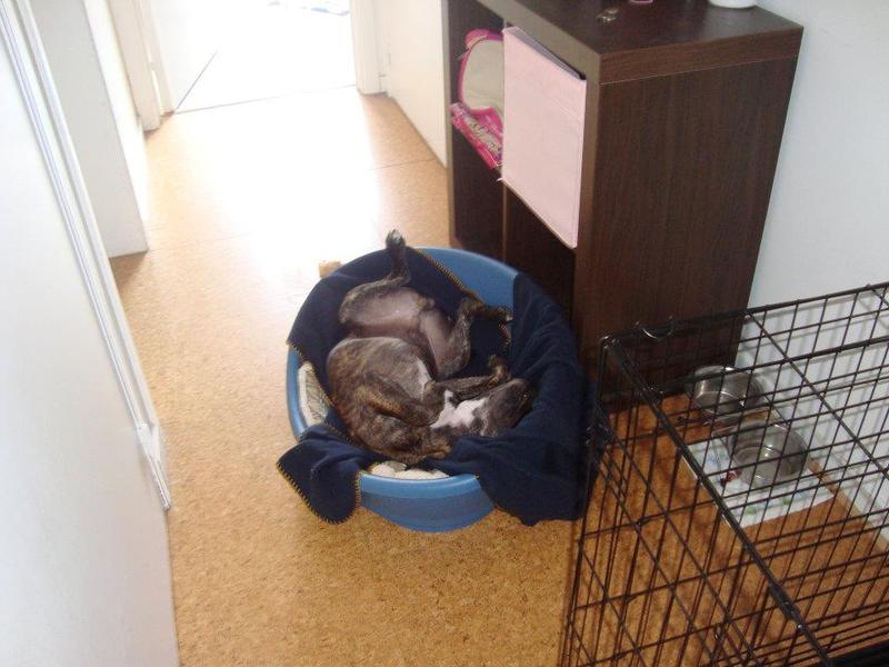 spyro dodo aant doen in de mand