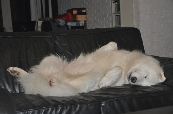 heerlijk slapen op de rug :D