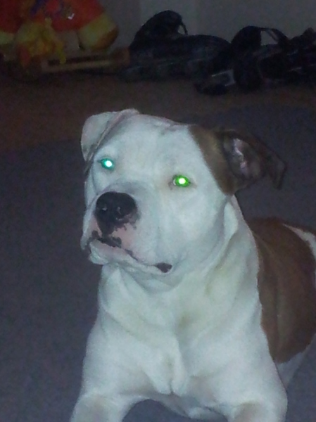 evil de knuffelstaff