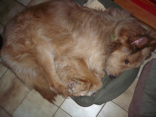 Beetje te klein maar ligt toch lekker