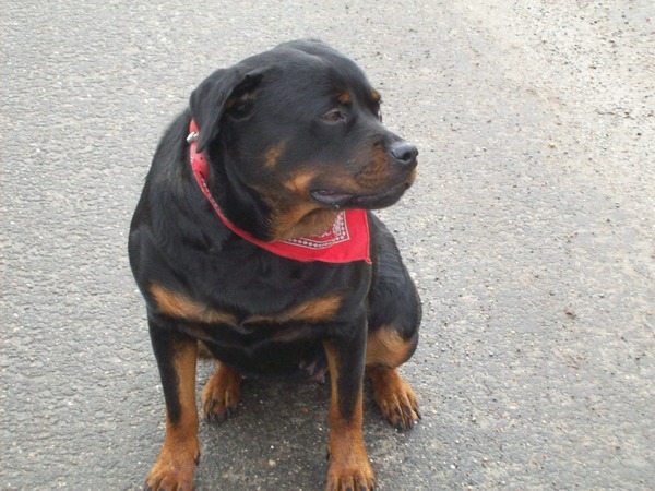 Rottweiler