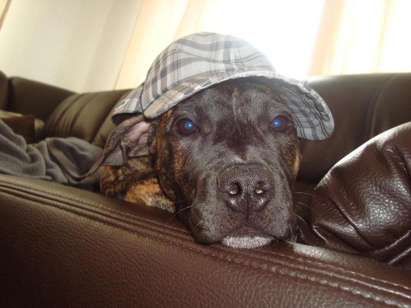 spyro met de pet op yeah