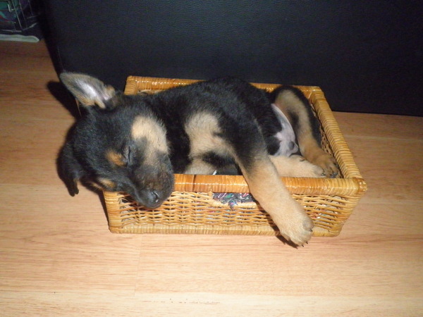 Mac in de speelgoedmand