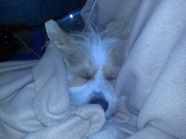 Bij baasje onder de deken!