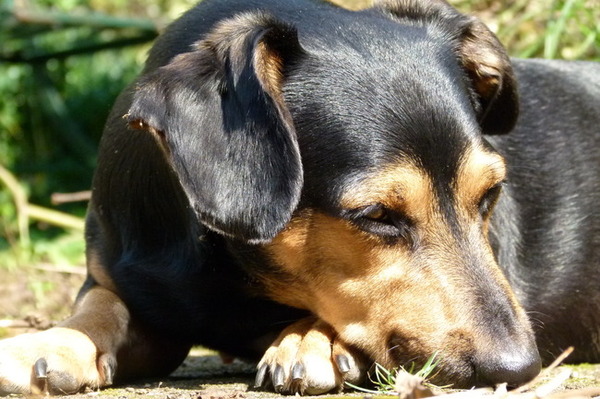 Tacsi aan het snoezelen in de tuin