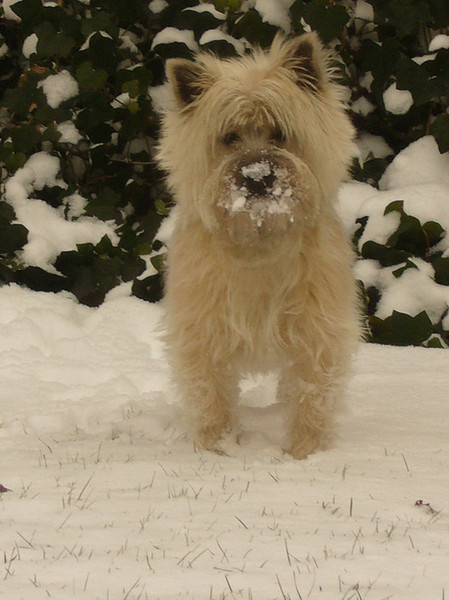 Cairn Terrier