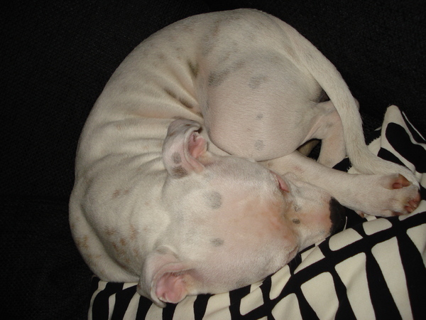 lekker opgekruld in het hoekje van de bank