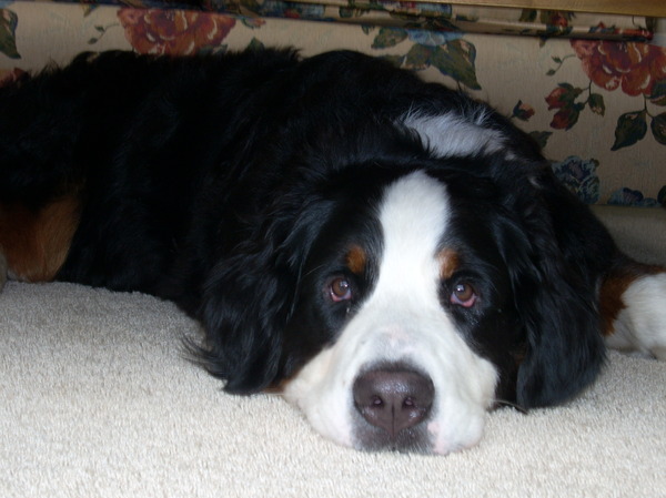 Berner Sennenhond