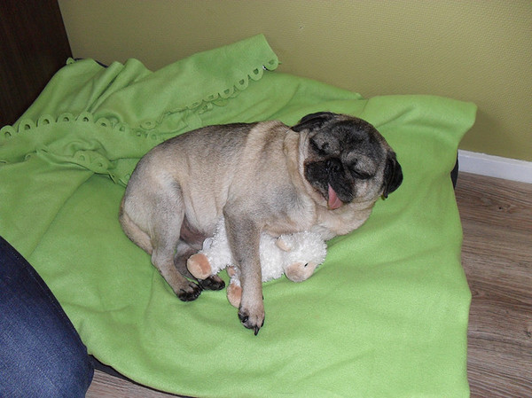 Lekker slapen, lekker spelen!