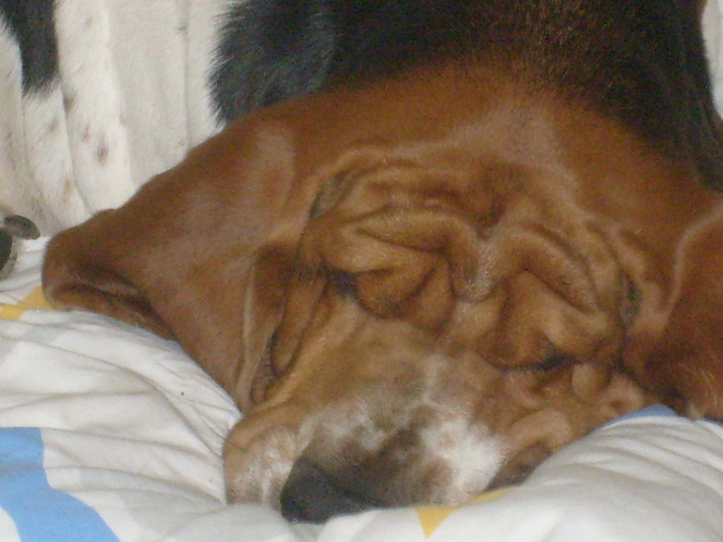 Basset Hound