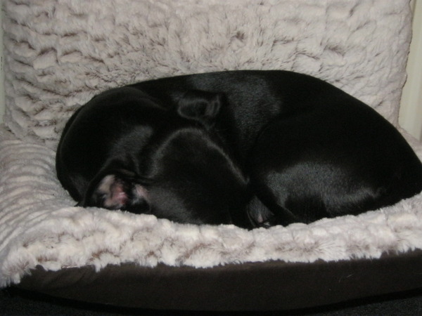 lisa ligt liefst in mandje voor kachel