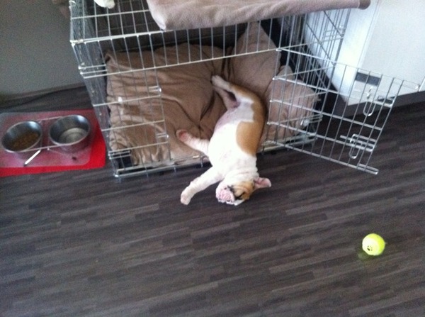 Waar was die bench ook alweer voor?