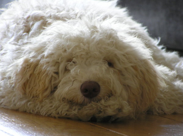 Labradoodle