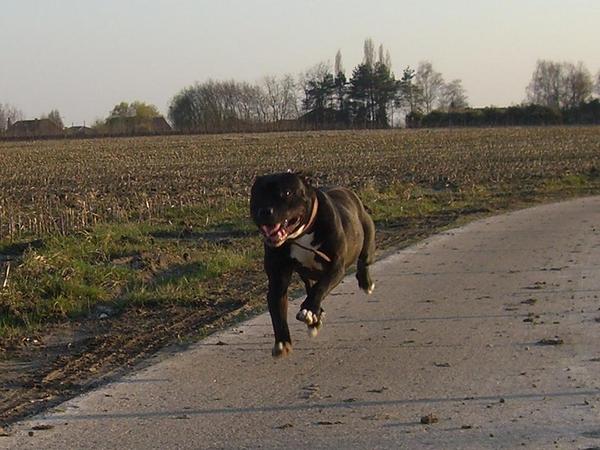 Flying Dog