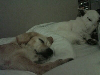 Samen knus op het grote bed slapen