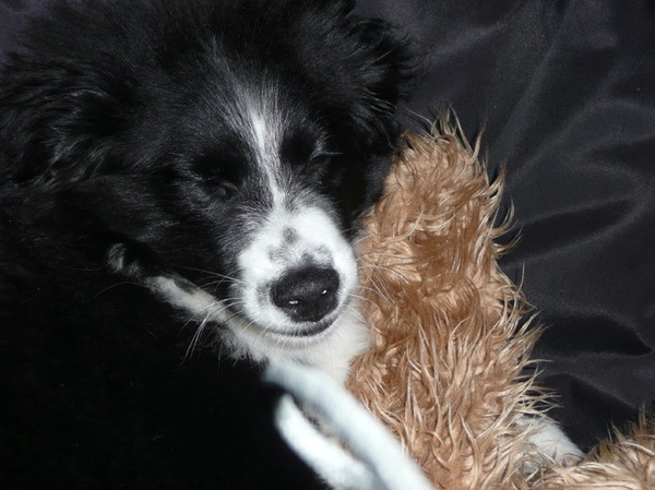 slapen met de knuffel