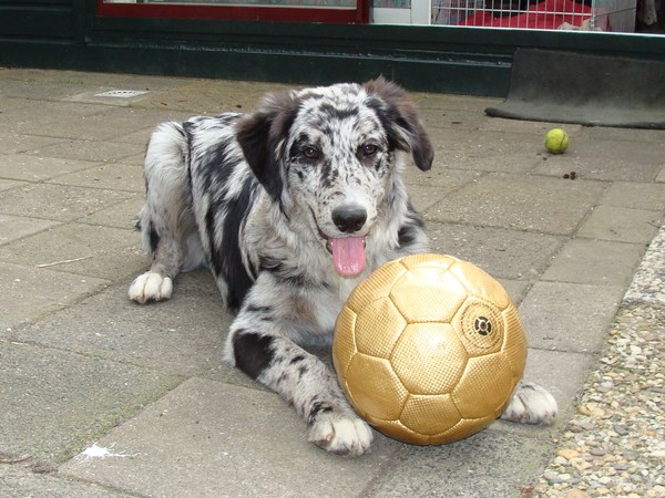 Schotse Herdershond, Langhaar