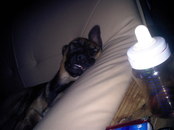 slapende honden bijten niet