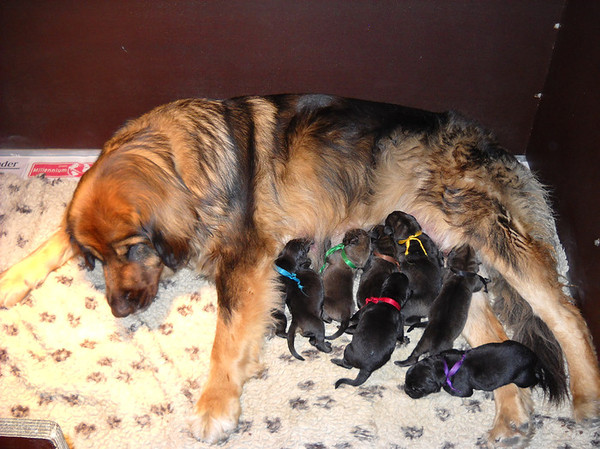 2 dagen oud, slapen bij mama.