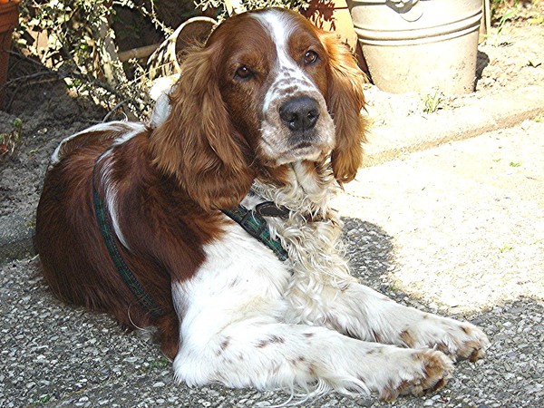 Welsh Springer Spaniel