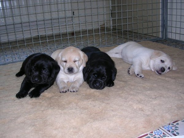 Rocca met zijn zusjes en broertje!