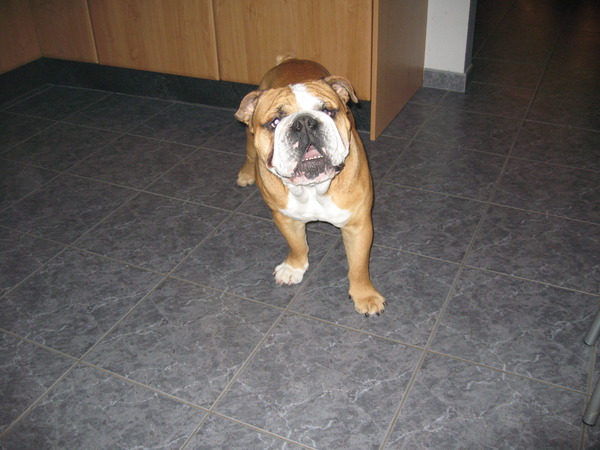 Engelse Bulldog