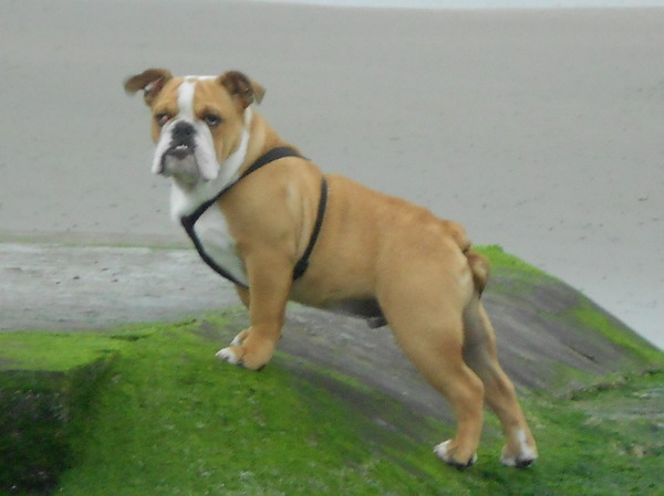 Engelse Bulldog