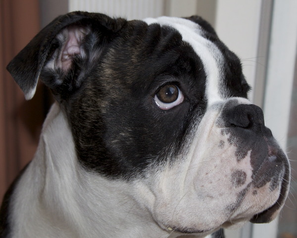 Old English Bulldog
