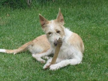 Podengo Português, groot, ruwhaar