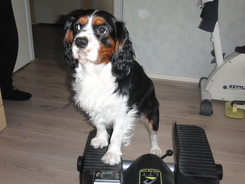 Engelse Cocker Spaniel