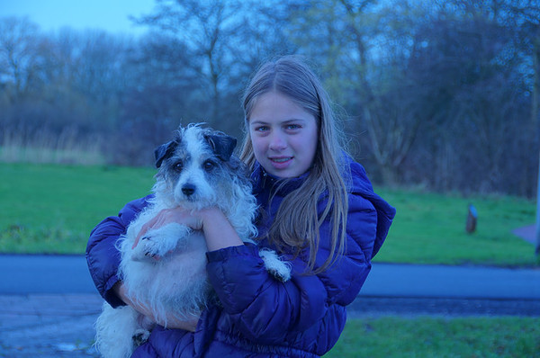 Jack Russell Terrier