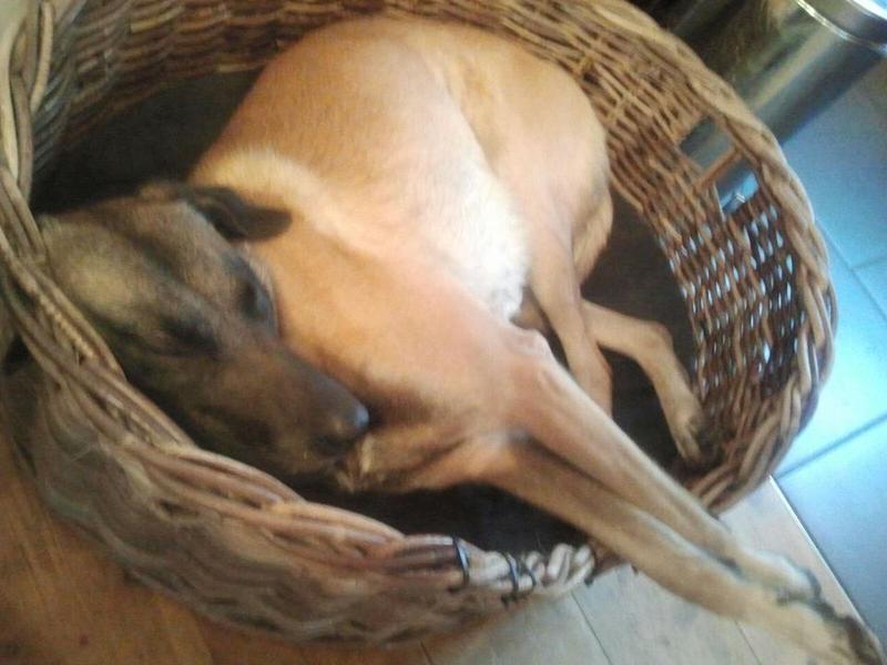 Mas maakt optimaal gebruik van zijn rietenmand