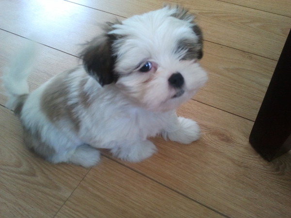 Shih Tzu