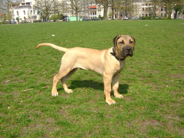 Dogo Canario