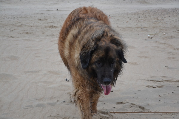 Leonberger