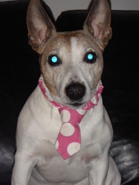 Jack Russell Terrier