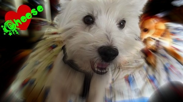 West Highland White Terrier