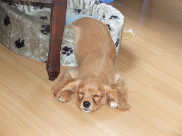 Wanneer krijg ik een grotere mand?