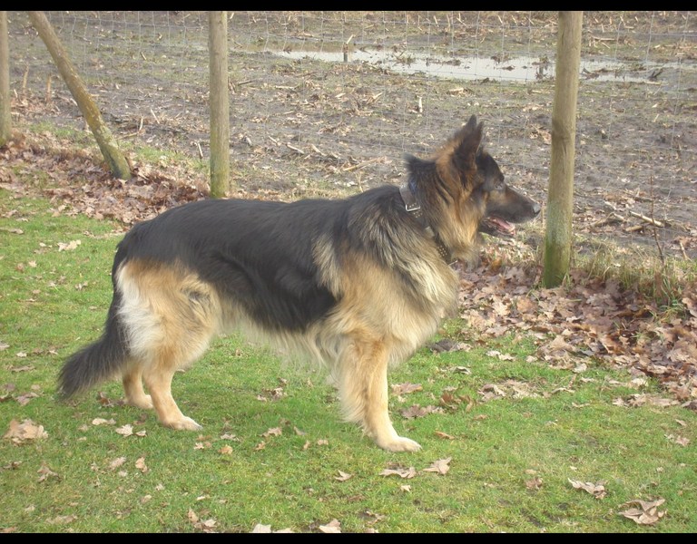 Duitse Herdershond Langstokhaar