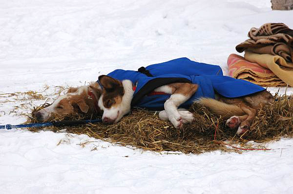 Legolas & Zora, Finnmarkslopet 2011