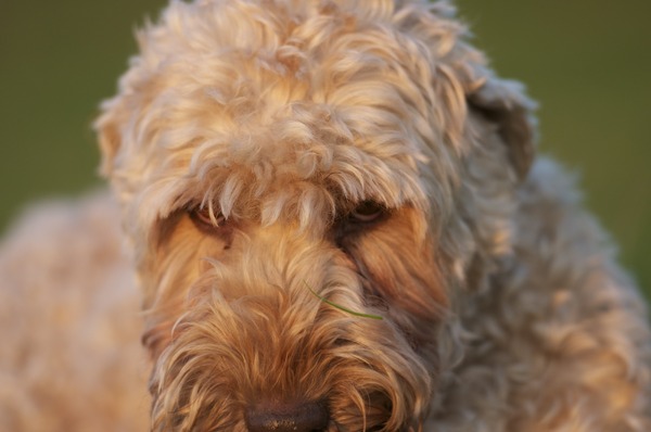 Irish Softcoated Wheaten Terriër