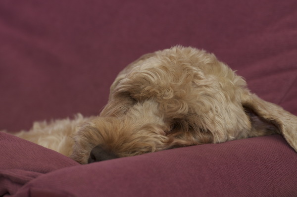Irish Softcoated Wheaten Terriër