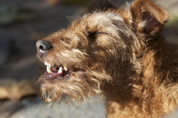 Ierse Terrier