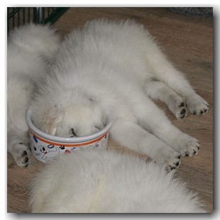 Slapende honden eten niet