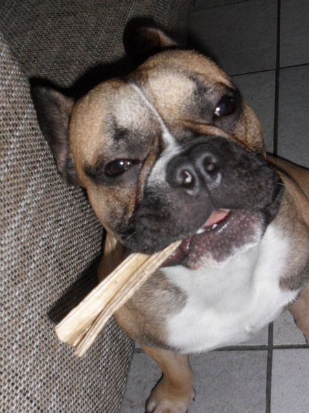 Dit is een Franse Bulldog gekruist met nog iets, men denkt Stafford.. En jullie zijn kenners, vandaar mijn foto van Freddy 