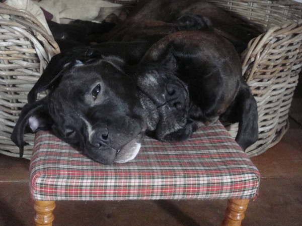 koninklijk hoofdkrukje!!!!!