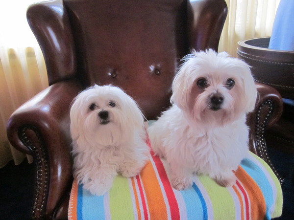 Maltezer